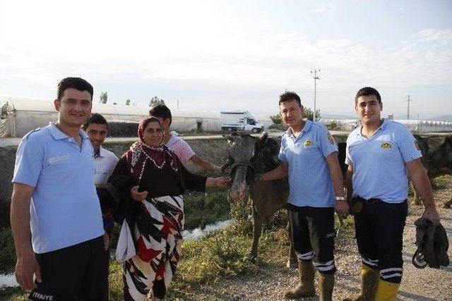 İtfaiyeden İnek Kurtarma Operasyonu 2