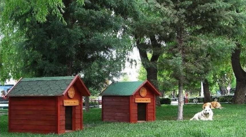 Sokak K&ouml;pekleri İ&ccedil;in 3 Yeni Kul&uuml;be Daha