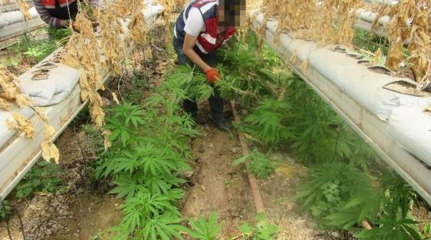 7 Bin Metrekarelik Serada Uyuşturucu Yetiştirmişler