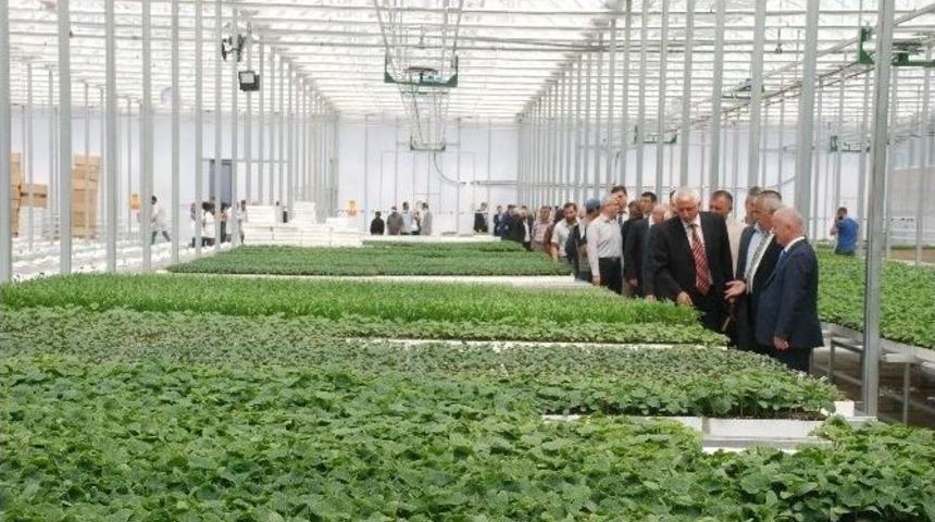 150 Bin Sebze Fidesi Ve 250 Ceviz Fidanı T&ouml;renle Dağıtıldı