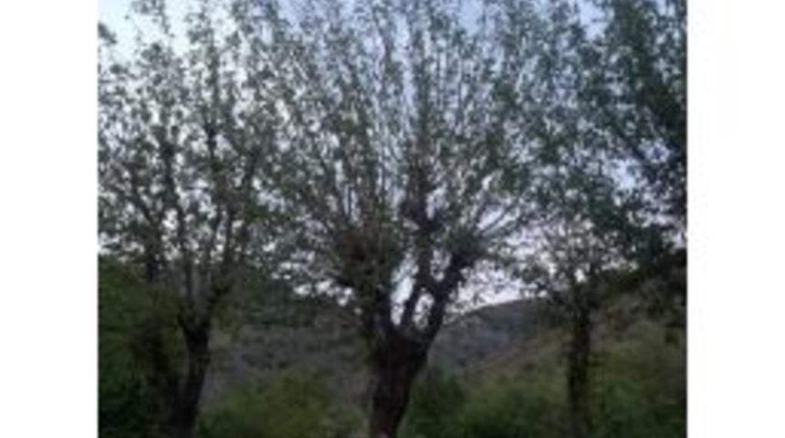 Dolu Yağışı İpek B&ouml;cek&ccedil;iliği Yapanları Olumsuz Etkiledi