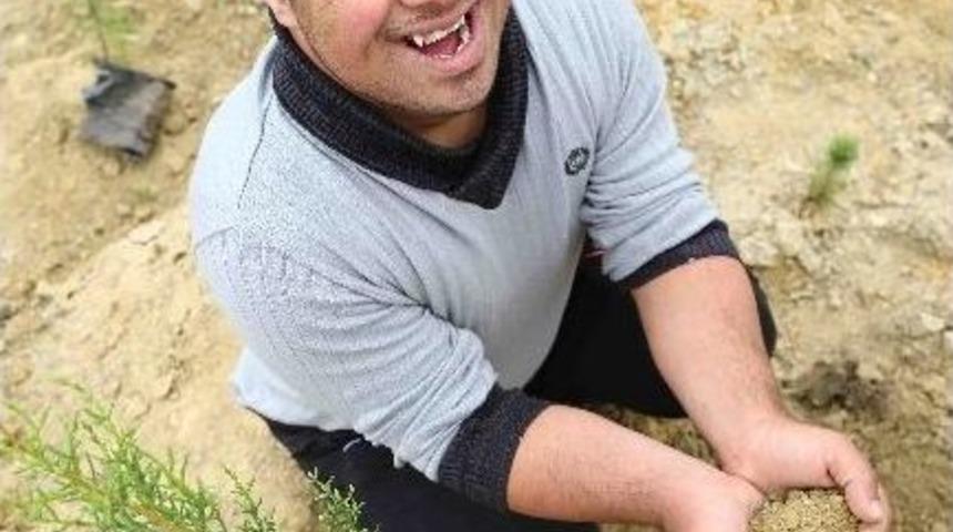 Engelliler Ormanlık Alana Selvi Fidanı Dikti