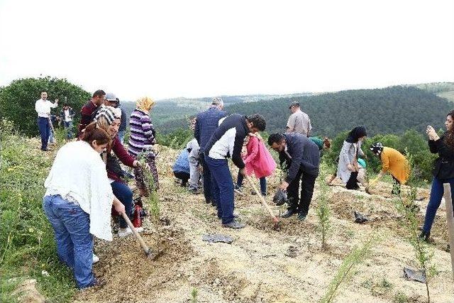 Engelliler Ormanlık Alana Selvi Fidanı Dikti