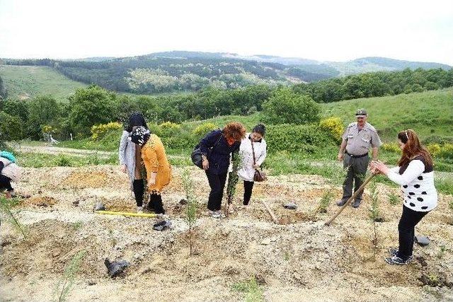 Engelliler Ormanlık Alana Selvi Fidanı Dikti