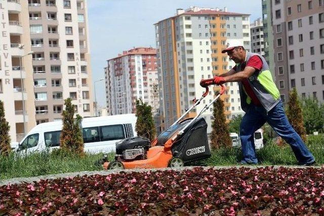 Talasın Refüjleri Ve Kavşakları Rengarenk