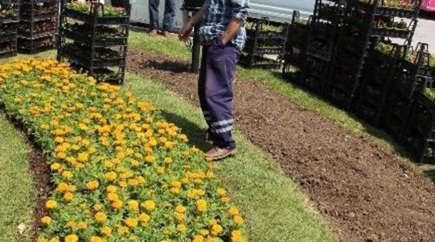 Yalova Belediyesi 1 Milyon &Ccedil;i&ccedil;ek Dikecek