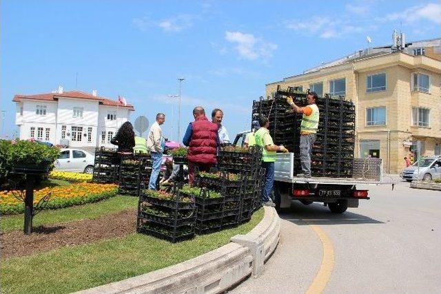 Yalova Belediyesi 1 Milyon Çiçek Dikecek