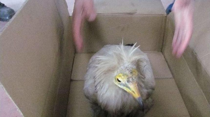 Yaralı Akbaba Tedavi Altına Alındı