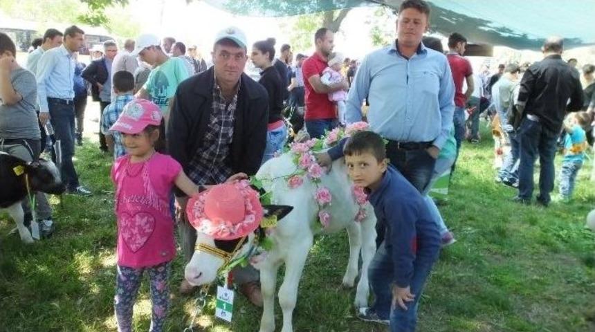 Bigadi&ccedil;&rsquo;de Kuzu Ve Buzağılar Yarıştı