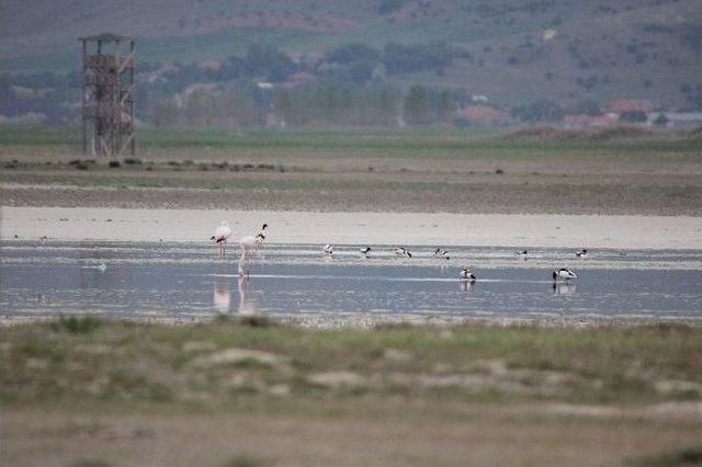 Flamingolar Sonrası Ördek Cinsleri Ve Turnalar Da Seyfe’ye Akın Etti