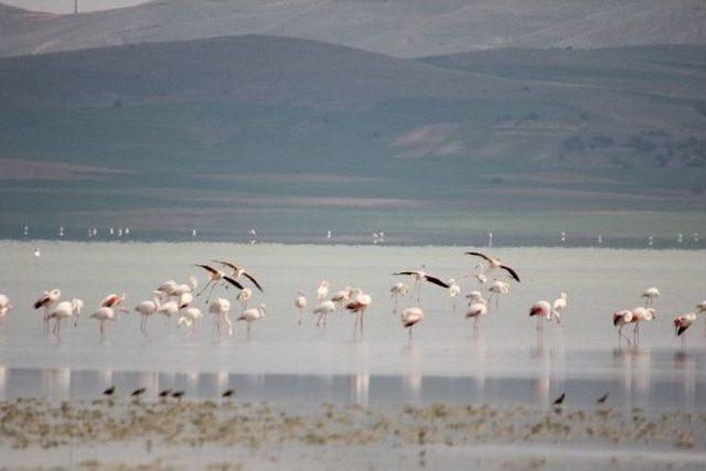 Flamingolar Sonrası Ördek Cinsleri Ve Turnalar Da Seyfe’ye Akın Etti