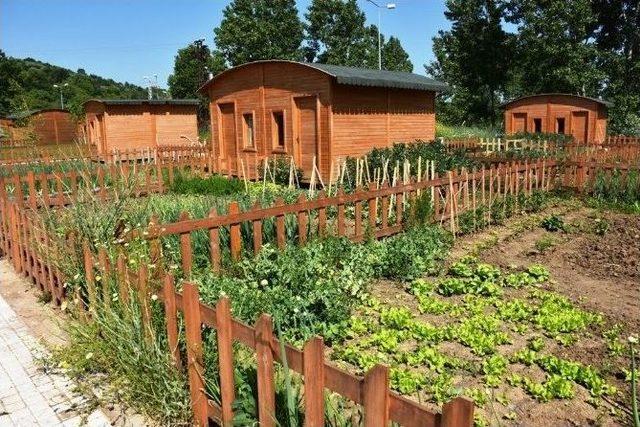 S&uuml;leymanpaşa Belediyesi&rsquo;nin Hobi Bah&ccedil;eleri G&ouml;z Kamaştırıyor 1