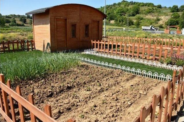 S&uuml;leymanpaşa Belediyesi&rsquo;nin Hobi Bah&ccedil;eleri G&ouml;z Kamaştırıyor 2
