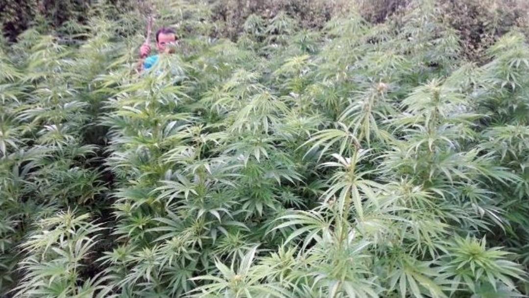 Jandarmadan Tarlada Uyuşturucu Operasyonu