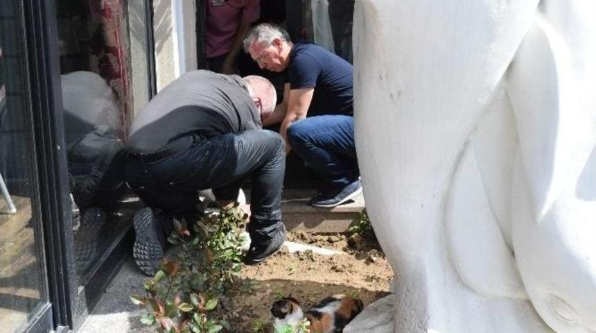 Anne Kedi Yavrusu İ&ccedil;in Oteli Ayağa Kaldırdı