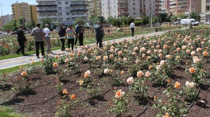 Bağlar&rsquo;ın G&uuml;l Bah&ccedil;esi G&ouml;z Kamaştırıyor