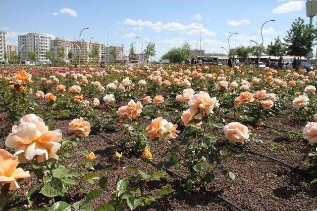 Bağlar’ın Gül Bahçesi Göz Kamaştırıyor