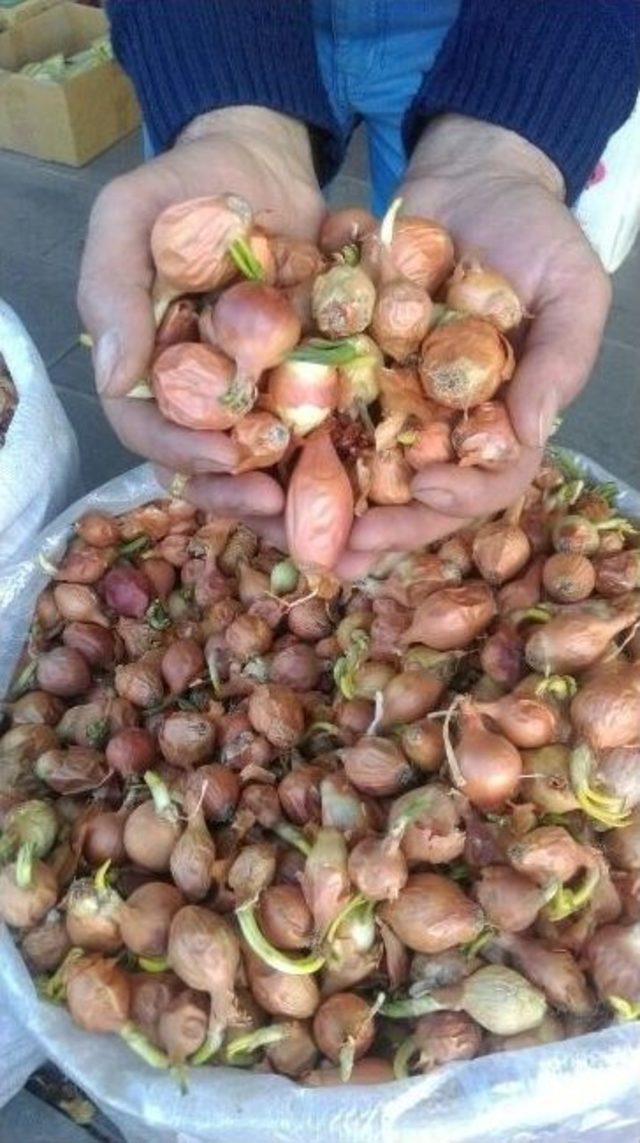 Tohumlar Toprakla Buluşuyor 1