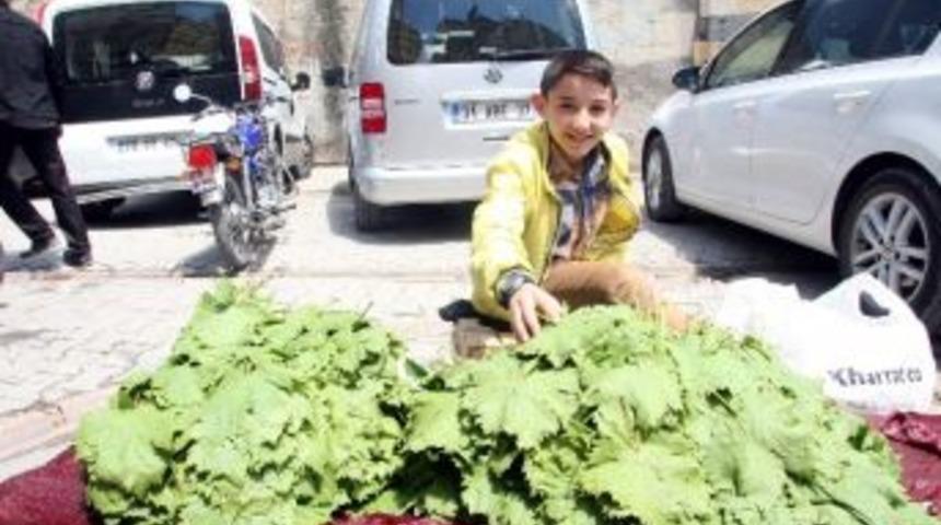 Kilis&rsquo;te Asma Yaprağı Piyasaya &Ccedil;ıktı