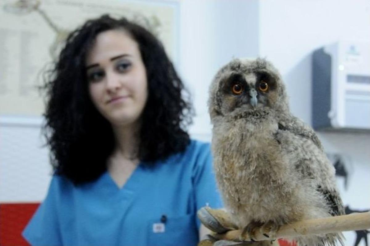 (&ouml;zel Haber) Yavru Baykuş Şefkatli Ellere D&uuml;şt&uuml;