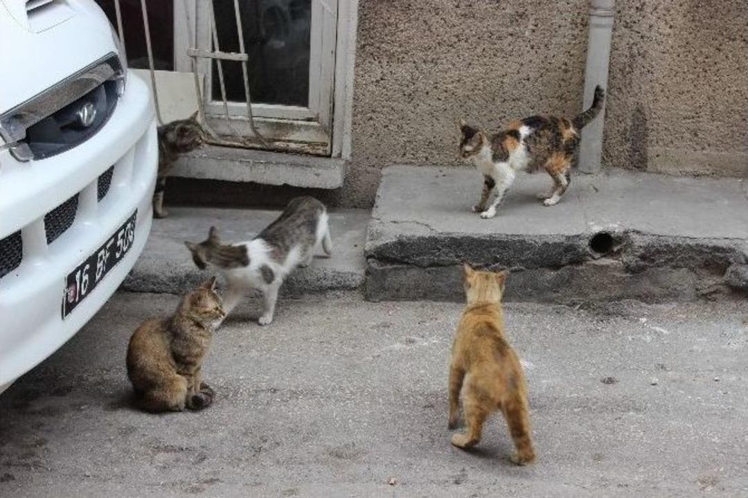 Kedilerini Vermemek İ&ccedil;in Ekiplere Saatlerce Direndi