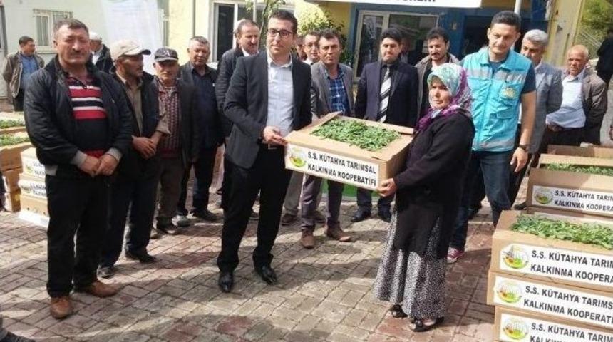 Hisarcık&rsquo;ta 26 &Ccedil;ift&ccedil;iye Ada &Ccedil;ayı Fidesi Desteği