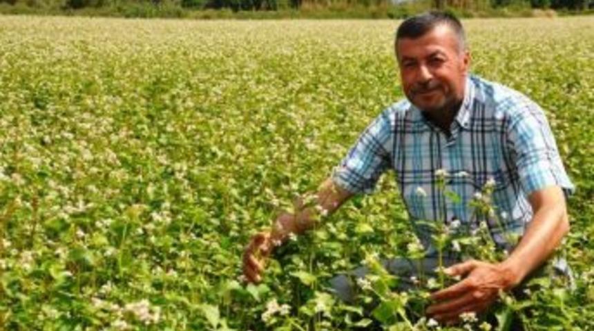 &Ouml;demiş&rsquo;te İlk Defa Karabuğday &Uuml;retildi