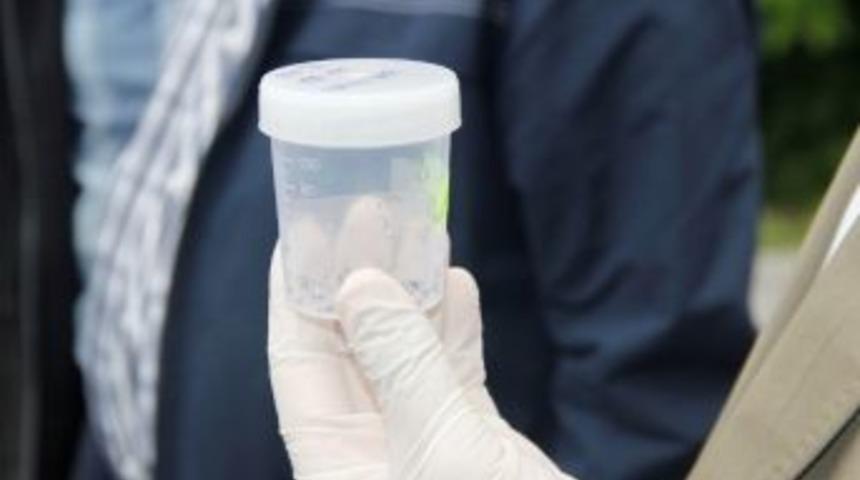 Kocaeli&rsquo;deki Gal Arısı Sorununa Bakanlık El Attı