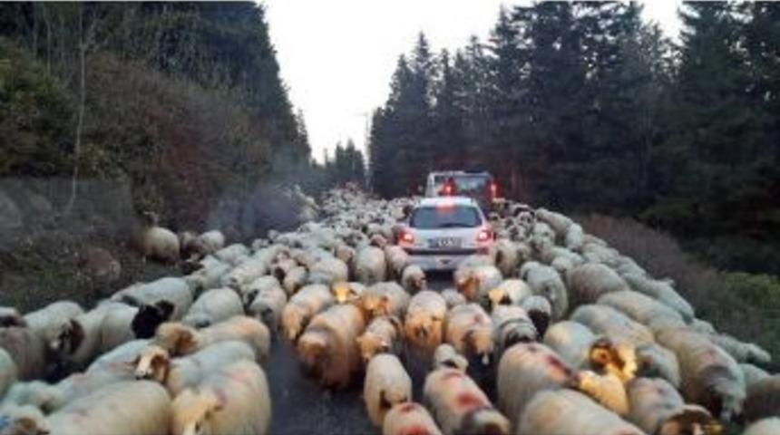 Koyun S&uuml;r&uuml;lerinin Yayla G&ouml;&ccedil;&uuml; Başladı