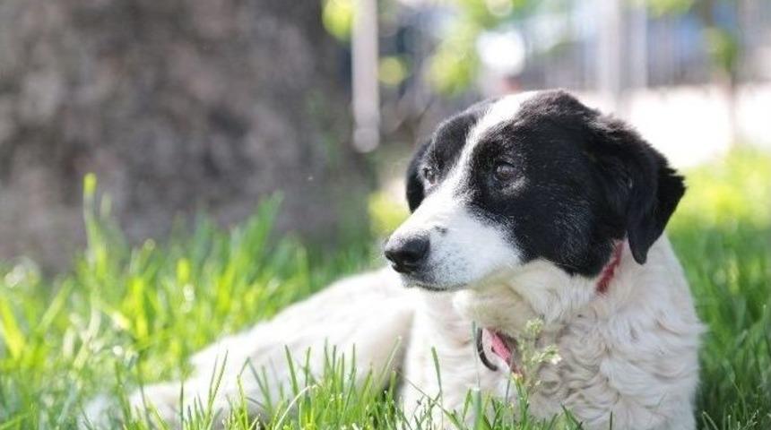 Sokak K&ouml;peği &rsquo;miskin&rsquo;e Meme Kanseri Operasyonu