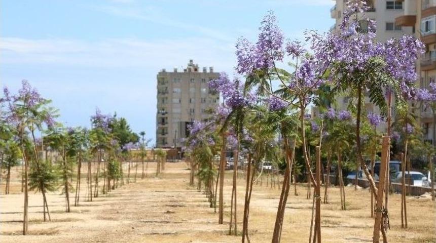 Mezitli Jacaranda Ağa&ccedil;larıyla Renklendi