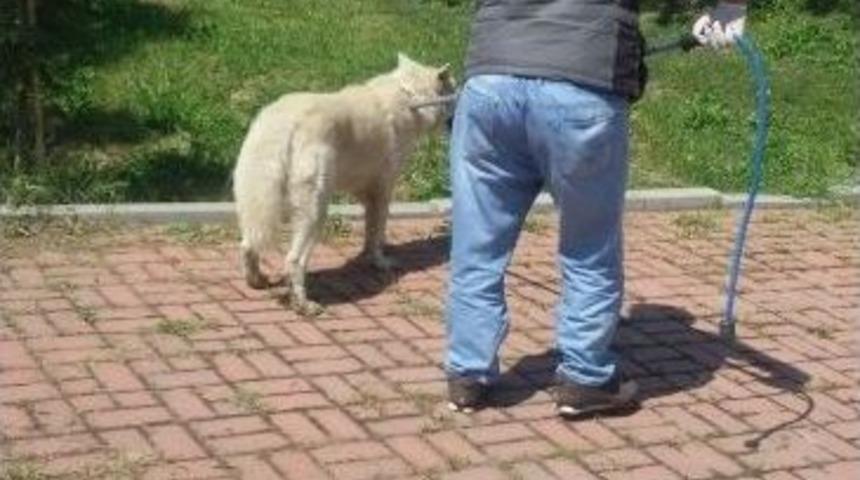 Ey&uuml;p&rsquo;te K&ouml;pek Kurtarma Operasyonu