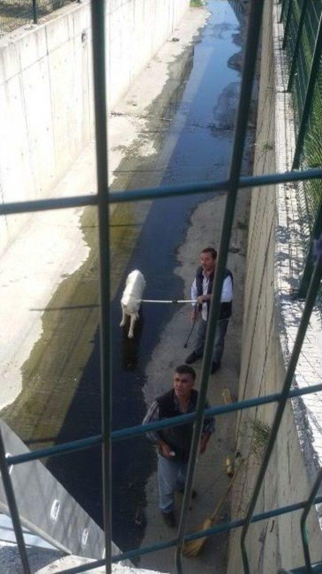 Ey&uuml;p&rsquo;te K&ouml;pek Kurtarma Operasyonu 2