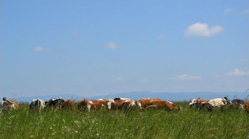 G&uuml;le&ccedil;k&ouml;y Merası T&ouml;renle A&ccedil;ıldı