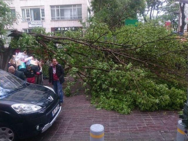 Başkent’te Yağış Ağaç Devirdi