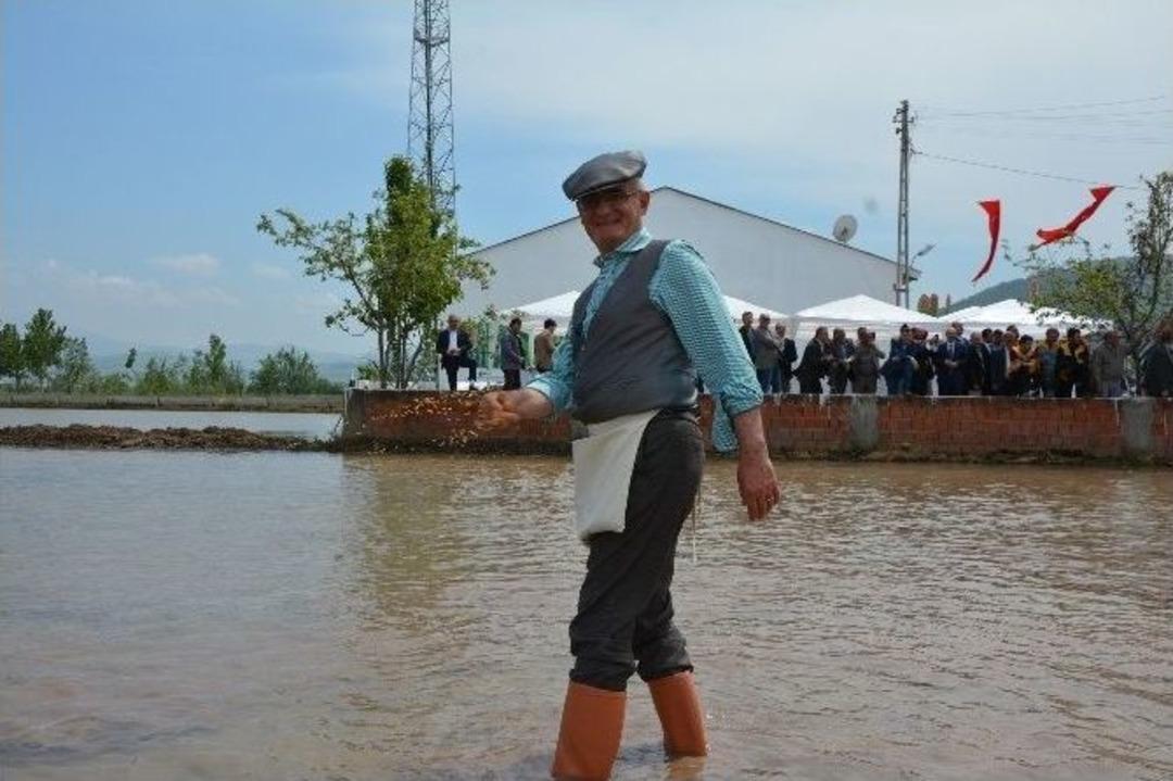 Protokol &Ccedil;eltik Ekti