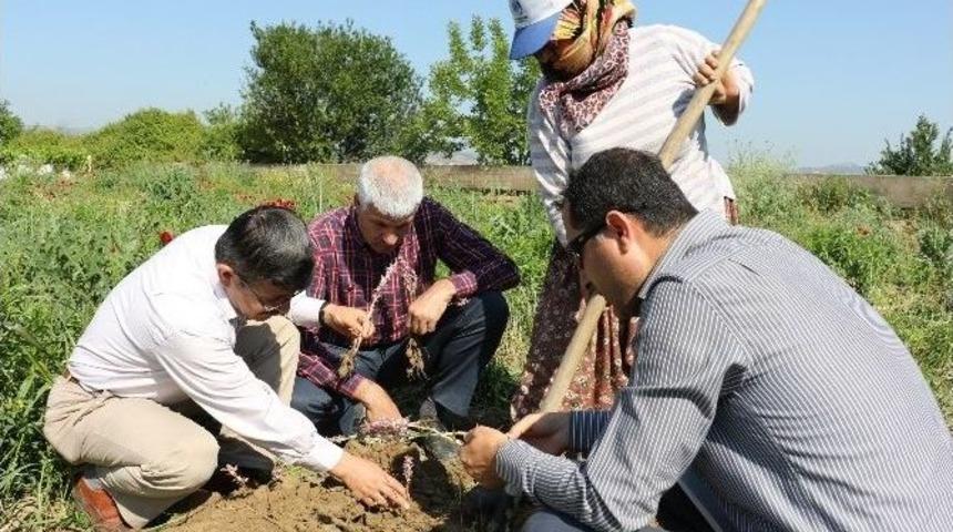 Salep Hasadı Başladı