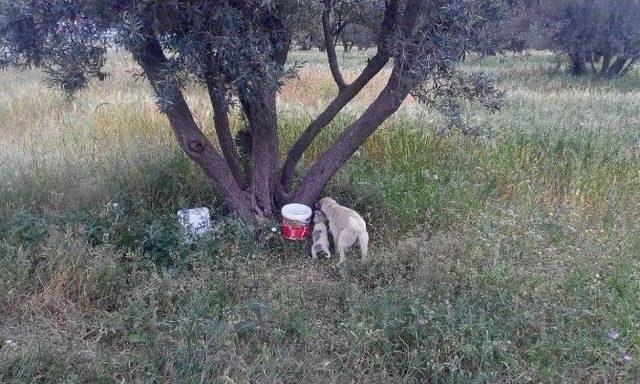 Sokak Hayvanları Aç Kalmayacak