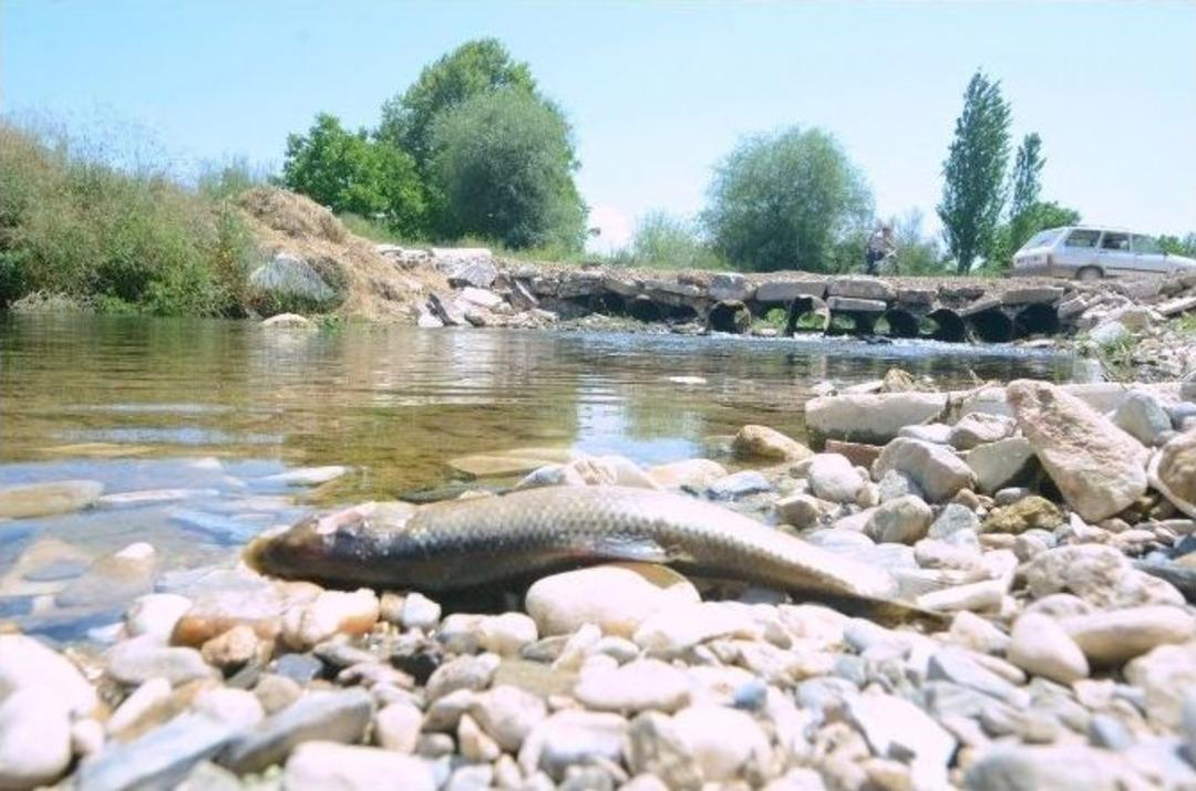 Yatağan&rsquo;da Balık &Ouml;l&uuml;mlerine İnceleme