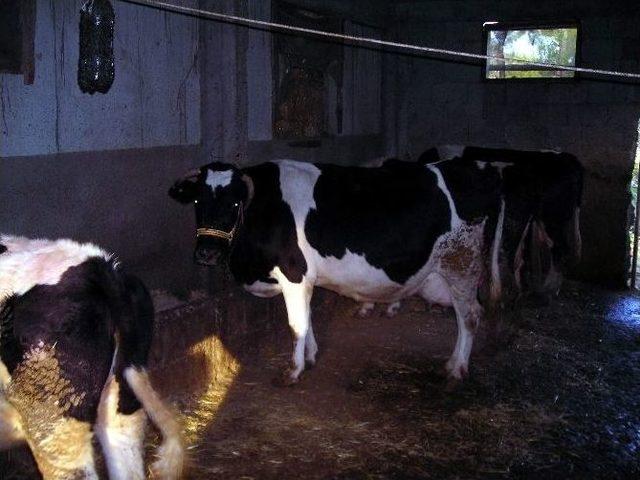 Aydın&rsquo;da Orman K&ouml;yl&uuml;lerine 12,8 Milyon Tl Katkı 2