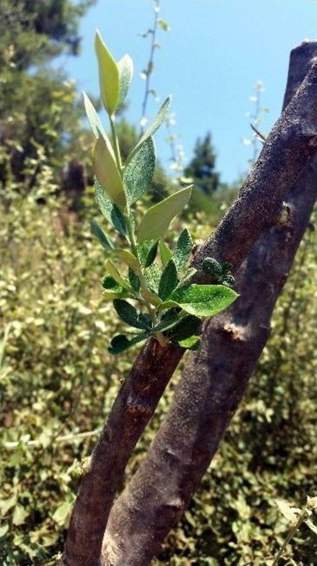 Aydın&rsquo;da Orman K&ouml;yl&uuml;lerine 12,8 Milyon Tl Katkı 3