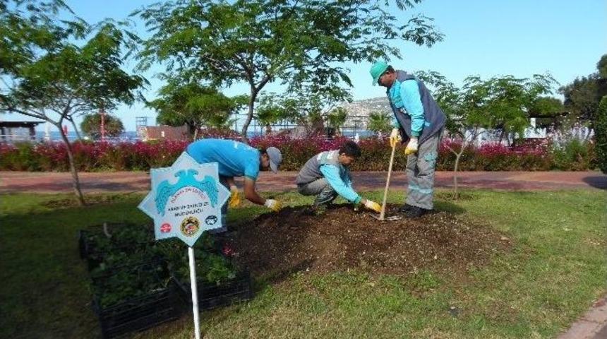 Alanya &Ccedil;i&ccedil;eklerle Renkleniyor