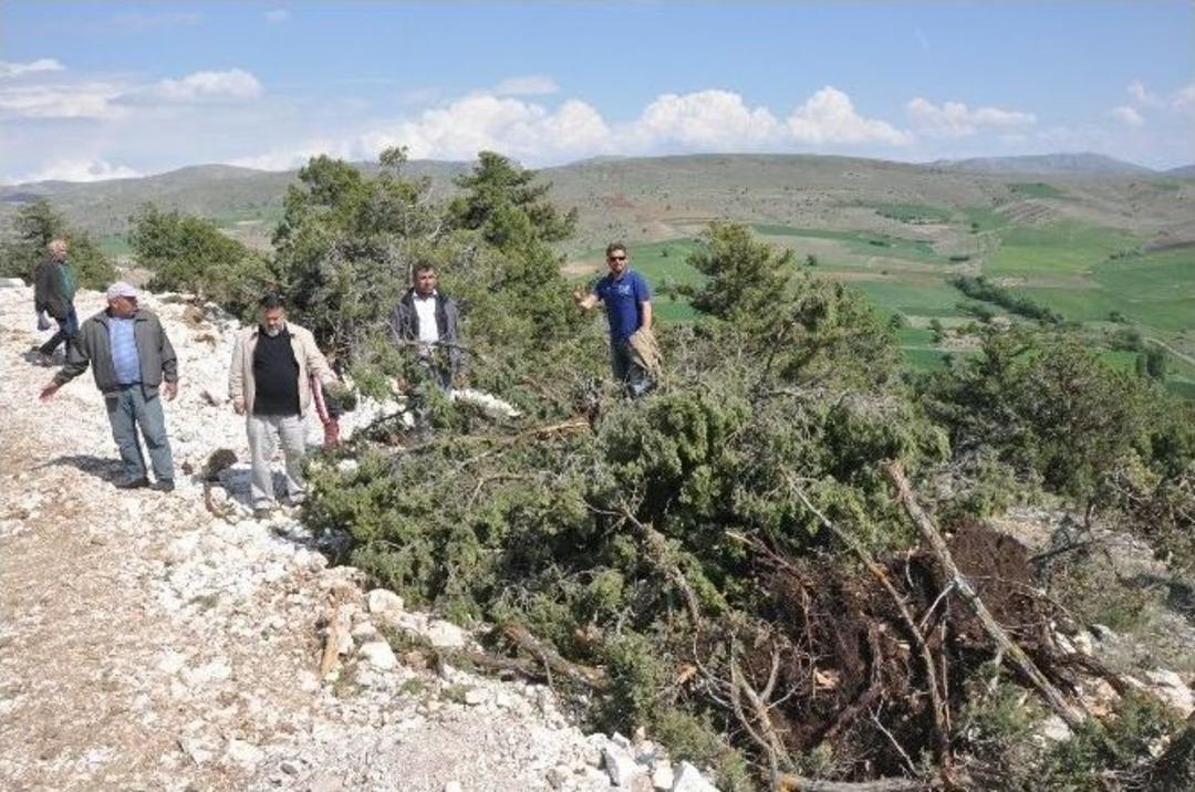 Sandıklı Ballık K&ouml;y&uuml;nde Ağa&ccedil; Katliamı İddiası