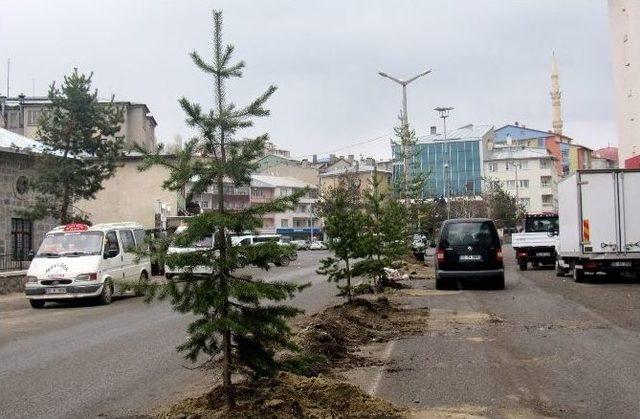 Sarıkamış’ta Belediyem Cadde Ve Sokakları Ağaçlandırıyor