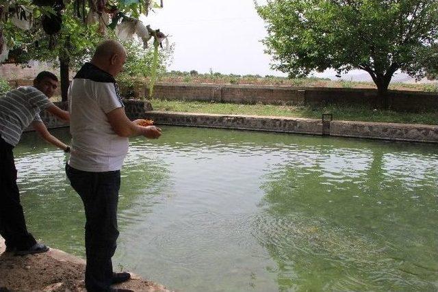 Bu Da Gaziantep’in Balıklı Gölü