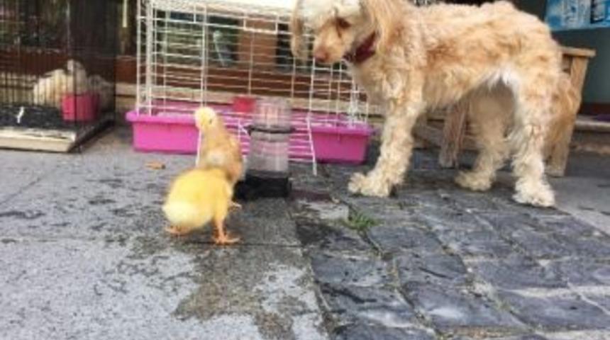 Yavru &Ouml;rdekler İle K&ouml;peğin Dostluğu