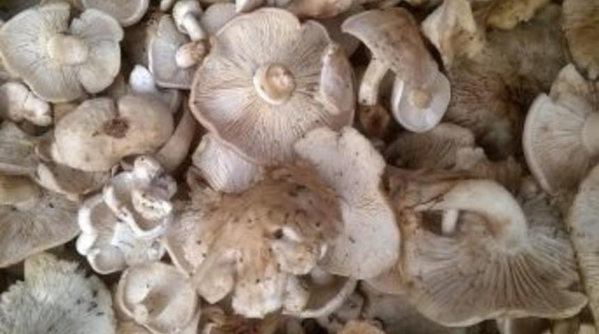 Balkadun Mantarı Ek Gelir Kaynağı Oldu