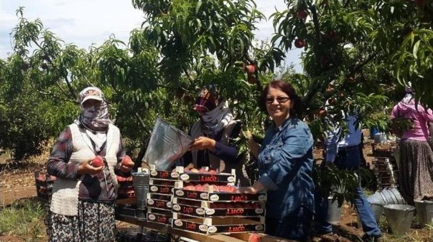 Aydın&rsquo;da Şeftali Entegre Bah&ccedil;elerinde Hasat Başladı