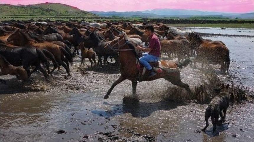 Yılkı Atları Fotoğraf&ccedil;ıların G&ouml;zdesi Oldu