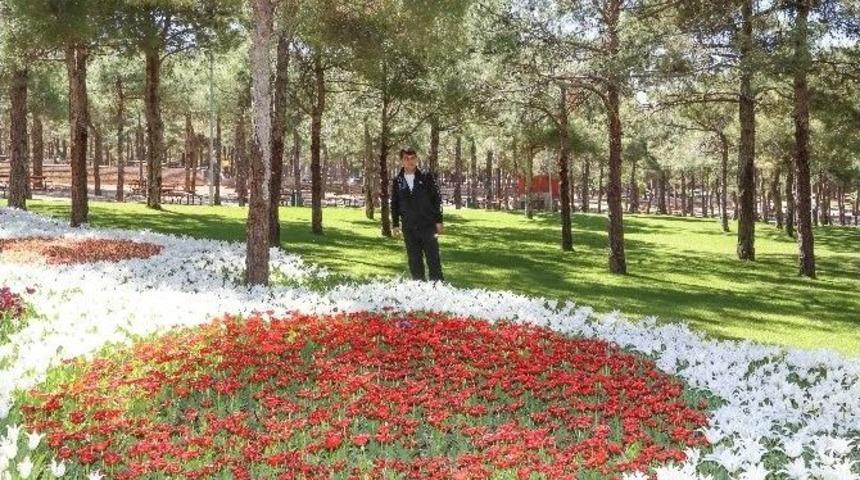 Tabiat Parkında Lale Devri